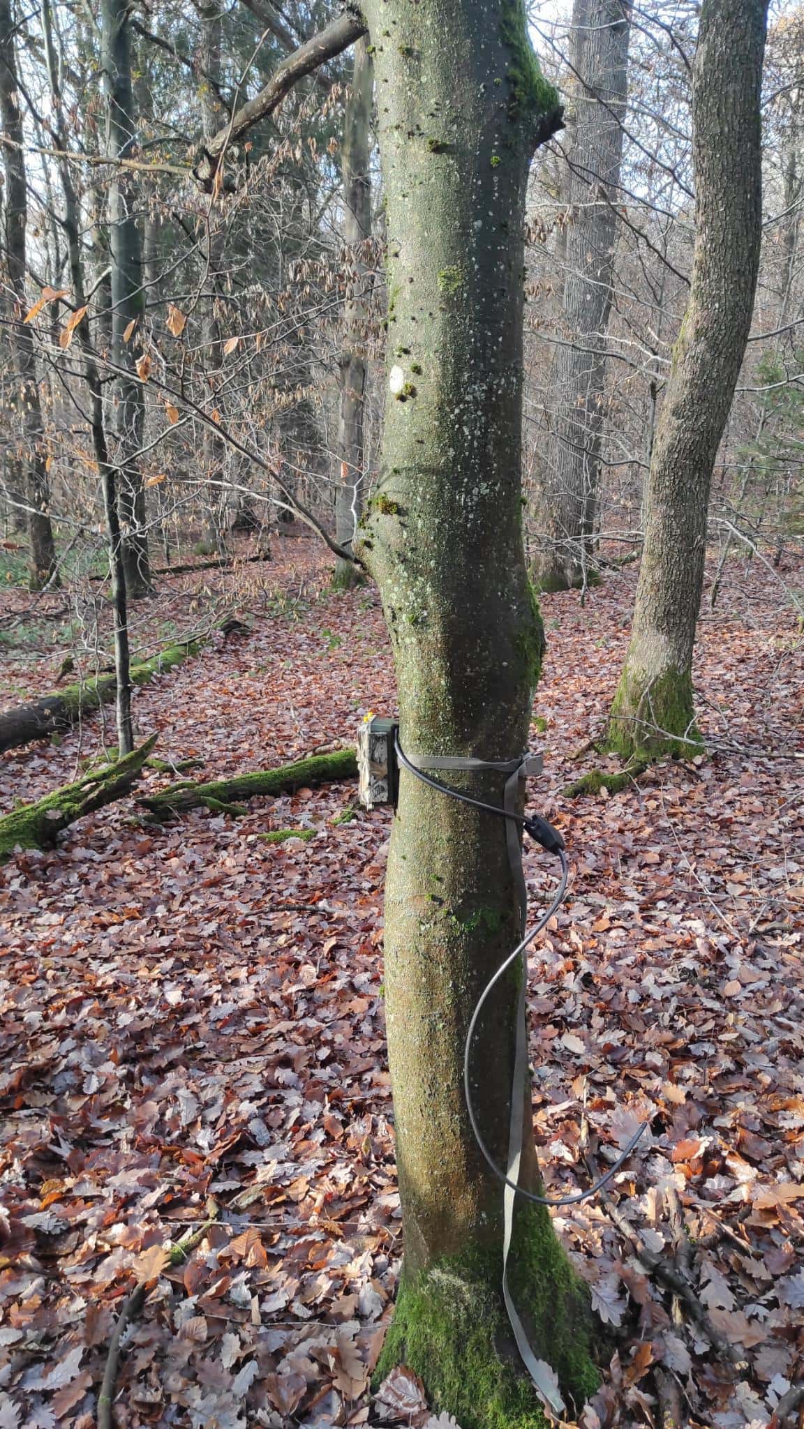 Erste Wildtierkameras aufgehangen