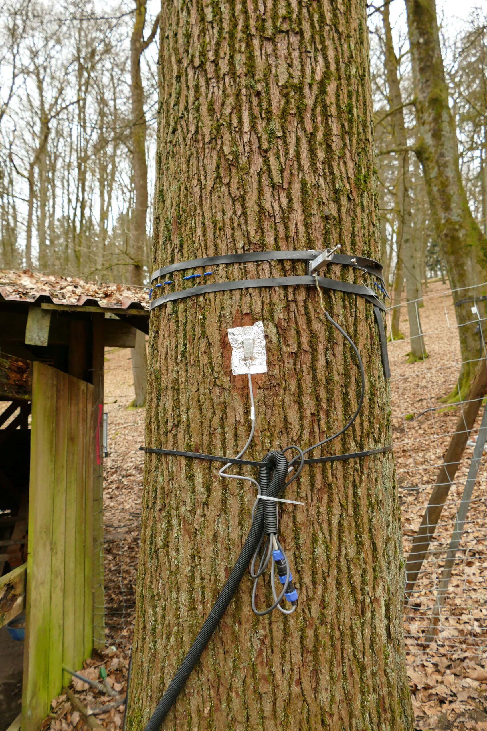 Anbringung von Baumsensoren – Die Twittering Trees gehen bald “auf Sendung”