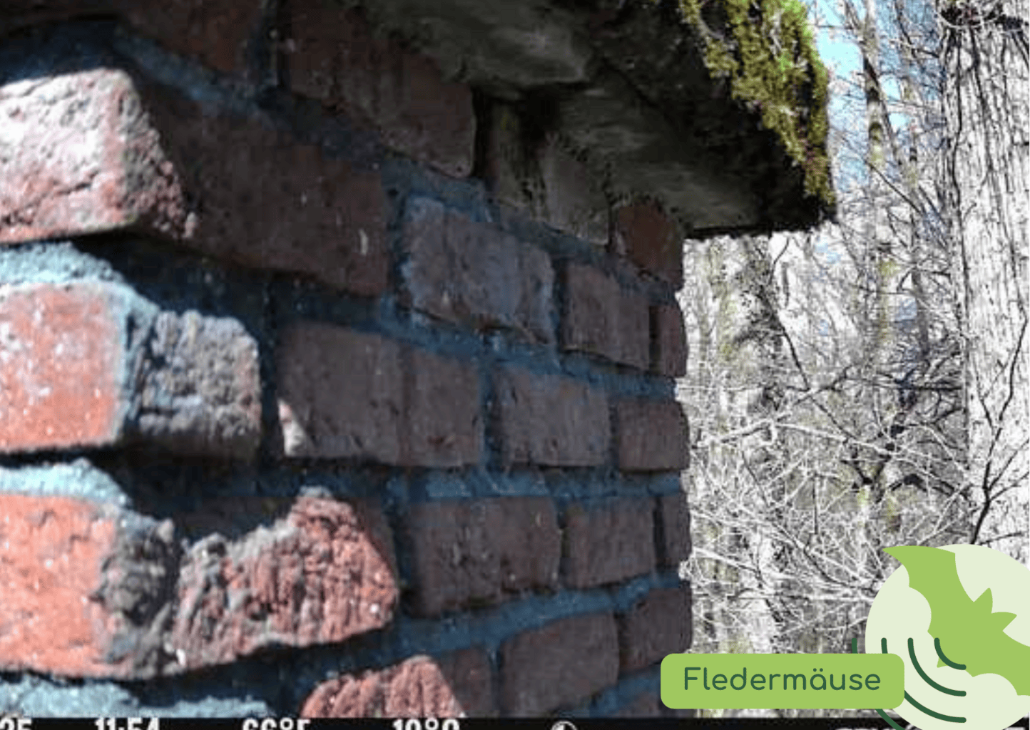 Drei Fledermauskameras sollen uns Fledermäusen näherbringen