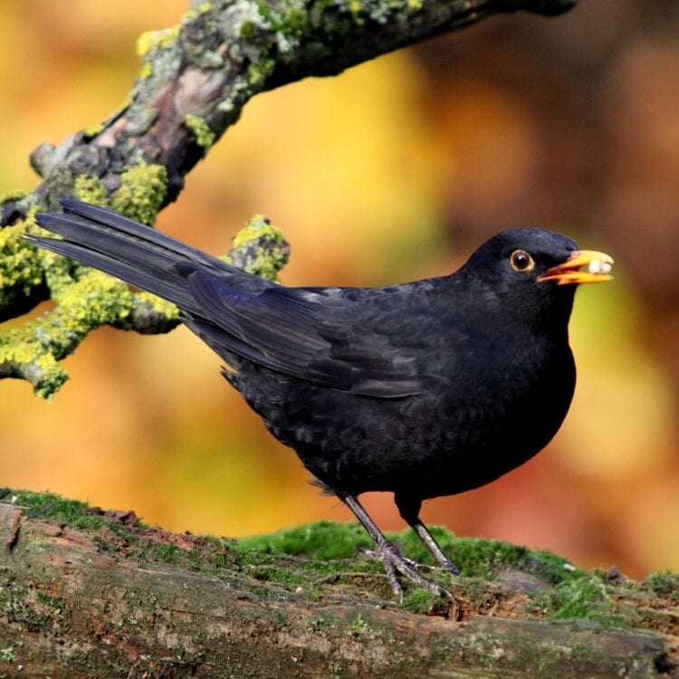 Amsel_steckbrief