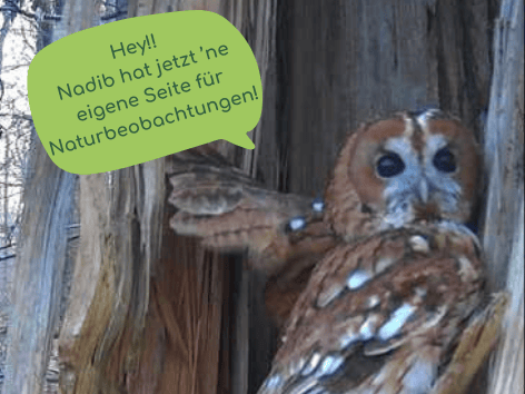 nadib hat eine eigene Seite für Naturbeobachtungen