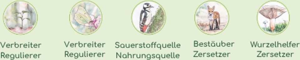 Pflanzen – Regulierer und Verbreiter, Insekten – Regulierer und Verbreiter, Vögel – Sauerstoff- und Nahrungsquelle, Säugetiere – Bestäuber und Zersetzer, Pilze – Wurzelhelfer und Zersetzer.