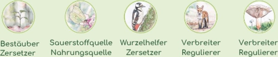 Pflanzen – Bestäuber und Zersetzer, Insekten – Sauerstoff- und Nahrungsquelle, Vögel – Wurzelhelfer und Zersetzer, Säugetiere – Regulierer und Verbreiter, Pilze – Regulierer und Verbreiter.